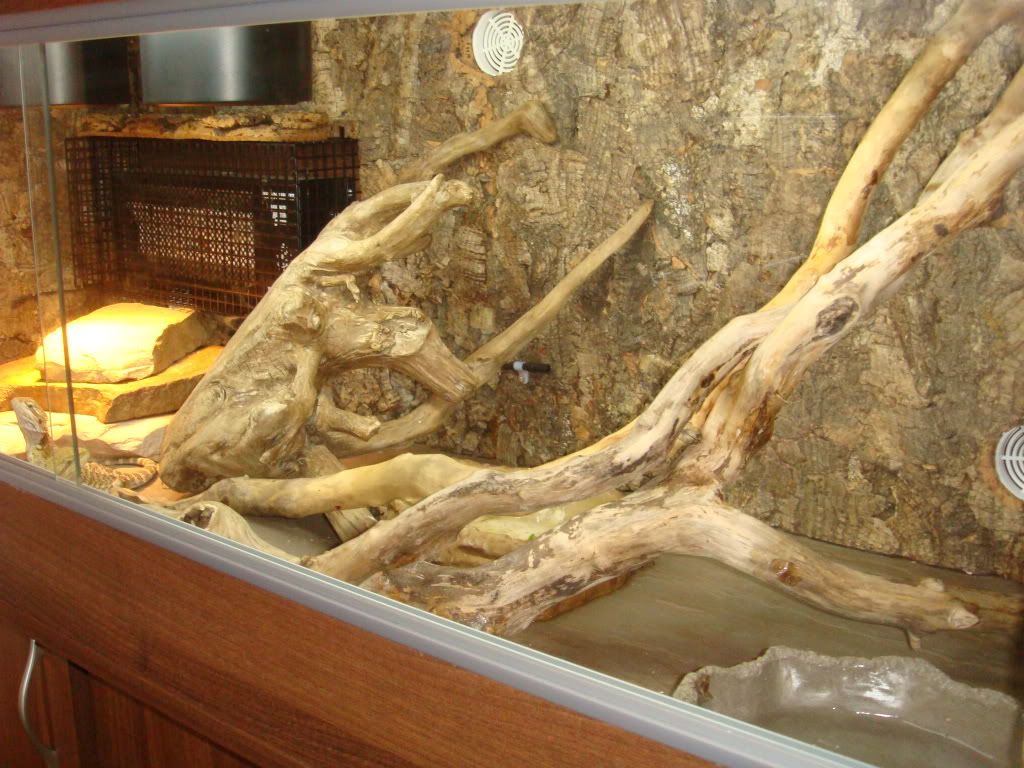 What substrate for a beardie? Reptile Forums