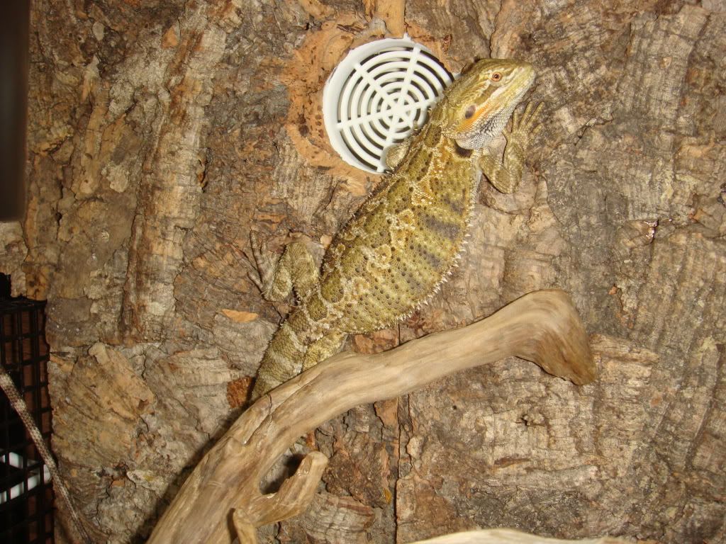 Viv Pics Only Thread Bearded Dragon Org