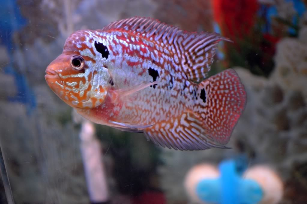 kamfa flowerhorn