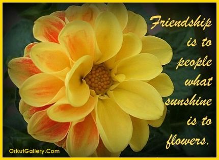 friend flower orkut scraps