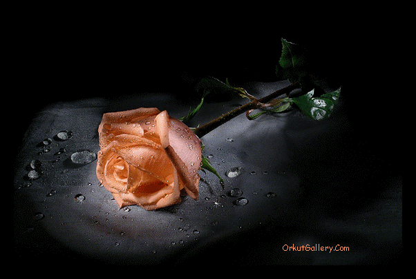 Orkut beautiful flower scraps