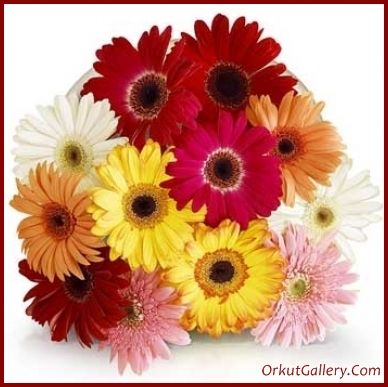 Flowers India on Flowers To India Jpg