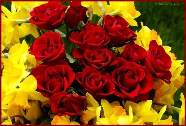  /flower/red-roses-and-narcissus-bouquet-dsc.jpg" alt="Orkut beautiful 