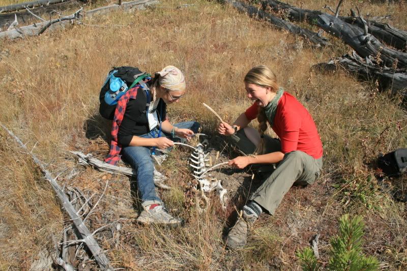 Re-enacting Be Prepared from the Lion King- skeleton xylophone Pictures, Images and Photos