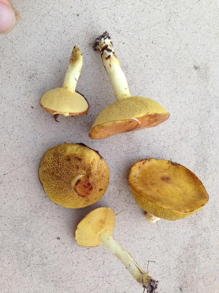 Backyard Mushrooms in CA looks harmless... but is it? r/shrooms