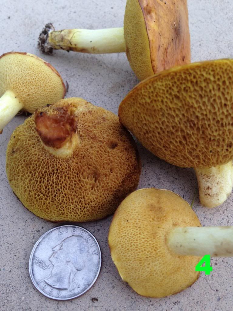 Backyard Mushrooms in CA looks harmless... but is it? r/shrooms