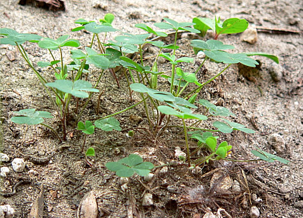 clovers photo: Clovers Clovers.jpg