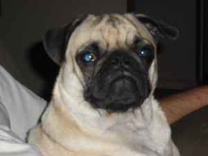 LOST PUG from Charlotte NC