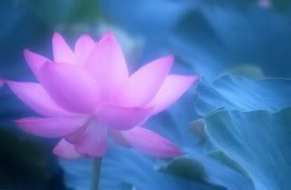 lotus Pictures, Images and Photos
