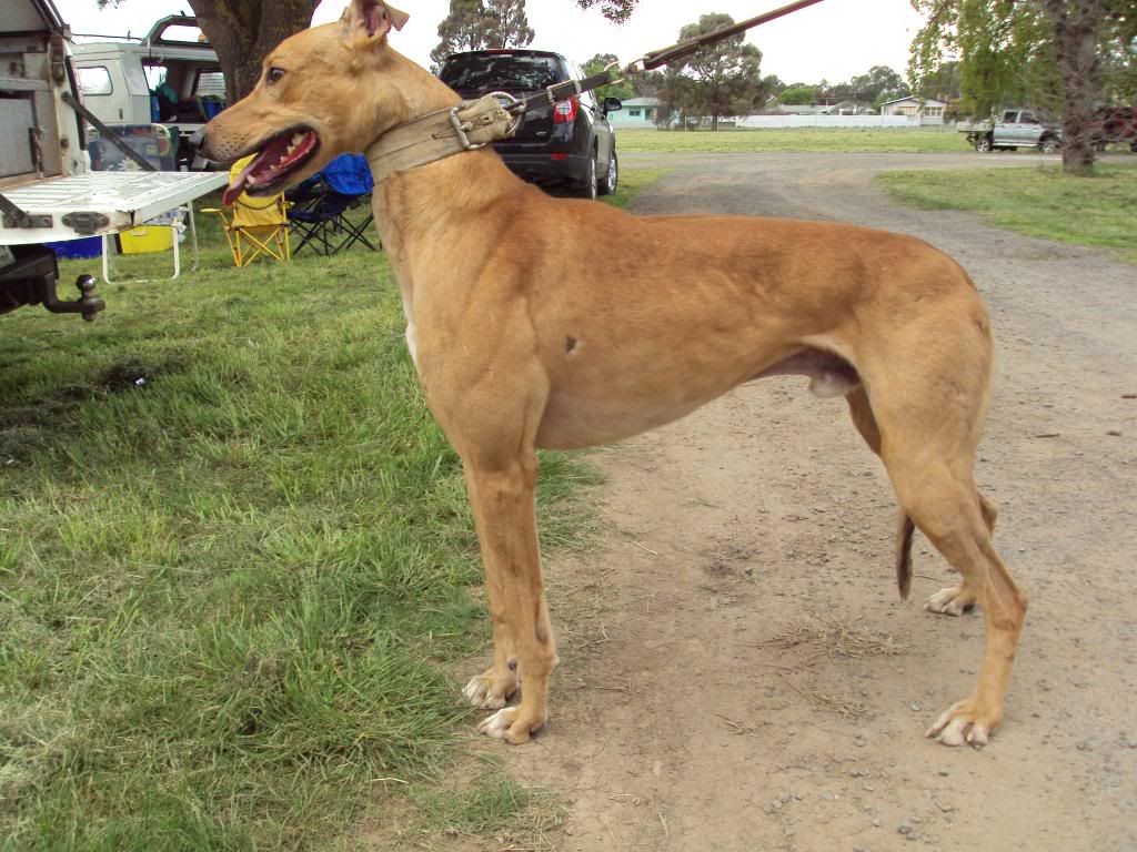 carisbrook09067.jpg