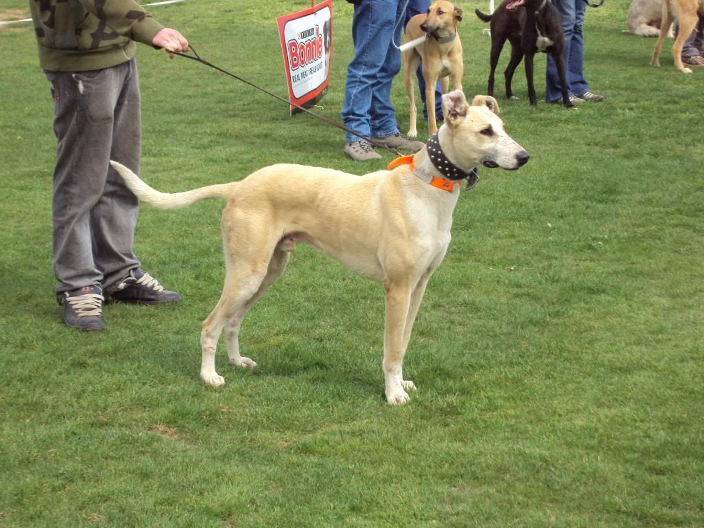 carisbrook09098.jpg