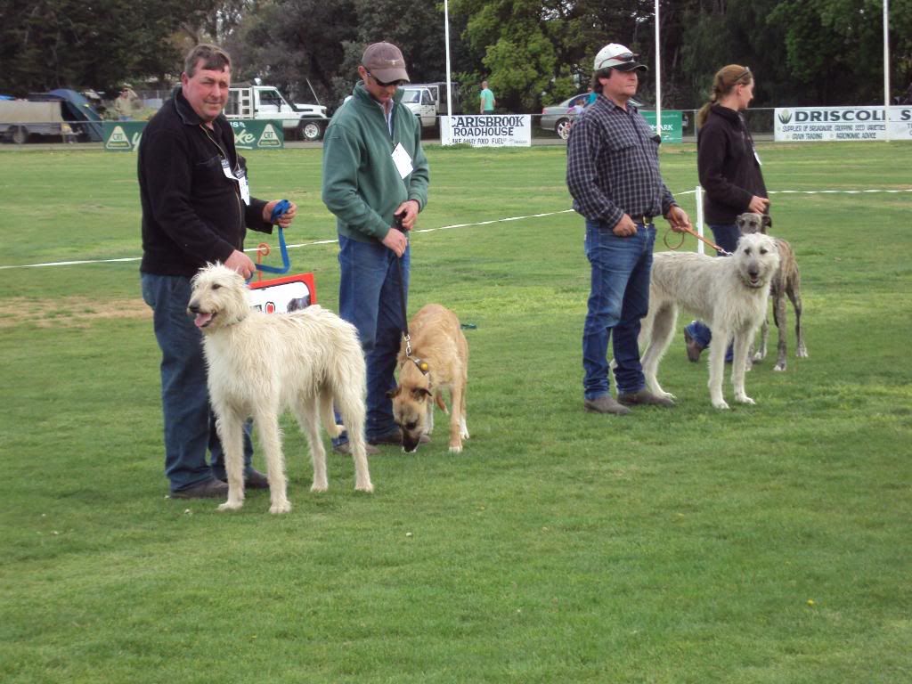 carisbrook09137.jpg