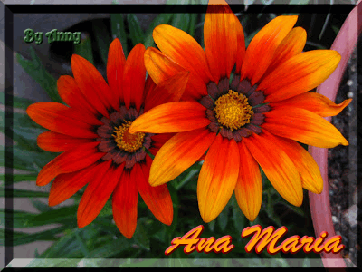 anamaria photo anamaria_zpsbc273535.gif