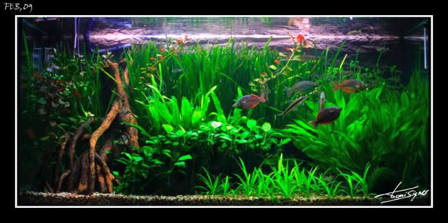 Acuario