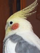 Z Bird