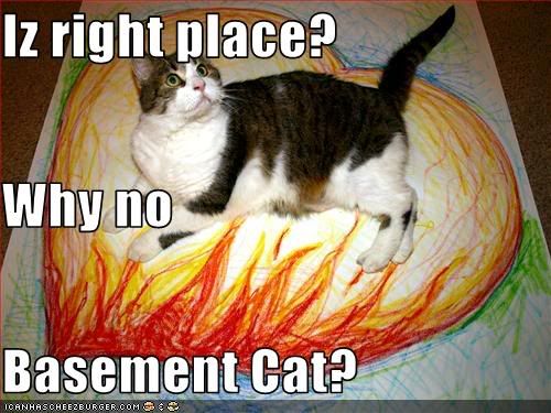 No Basement Cat
