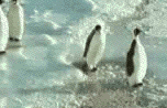 funny gif photo: funny animal penguins.gif