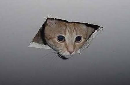 ceiling-cat-uncaptioned1.jpg