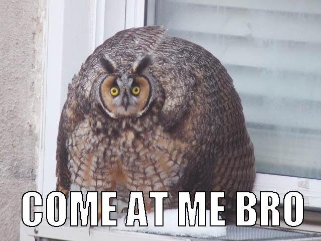 owl-come-at-me-bro.jpg
