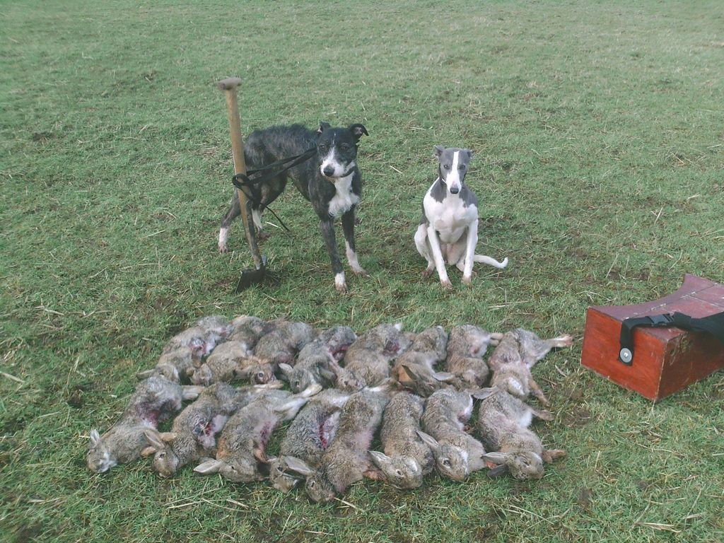 ferreting%20feb%20024_zpsh3pnegtd.jpg