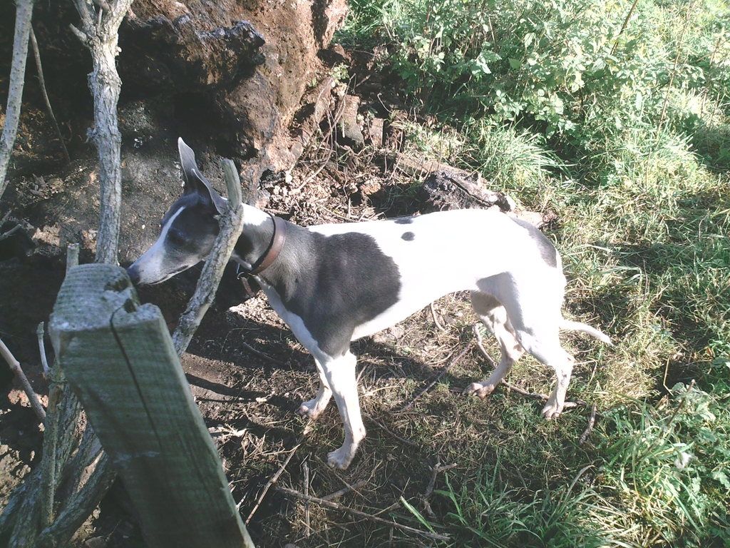 ferreting%20steady%20away%20012_zpsdsktc