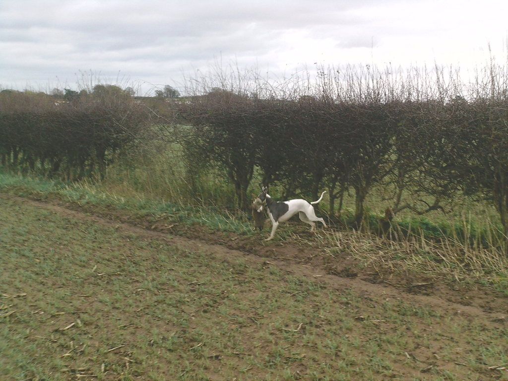 hedges3%20002_zpsn68zckcc.jpg