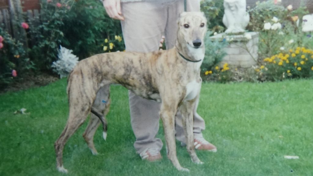 lurcher%20and%20terrier%20pics%20014_zps