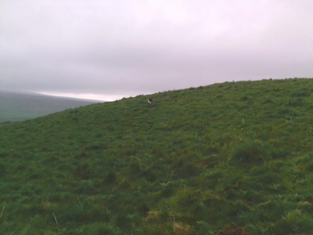 lurcher005_zps2c05b7f1.jpg