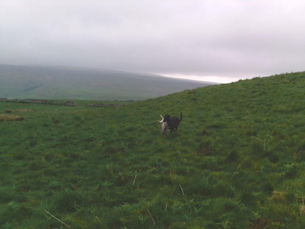 lurcher006_zps7d3f832f.jpg
