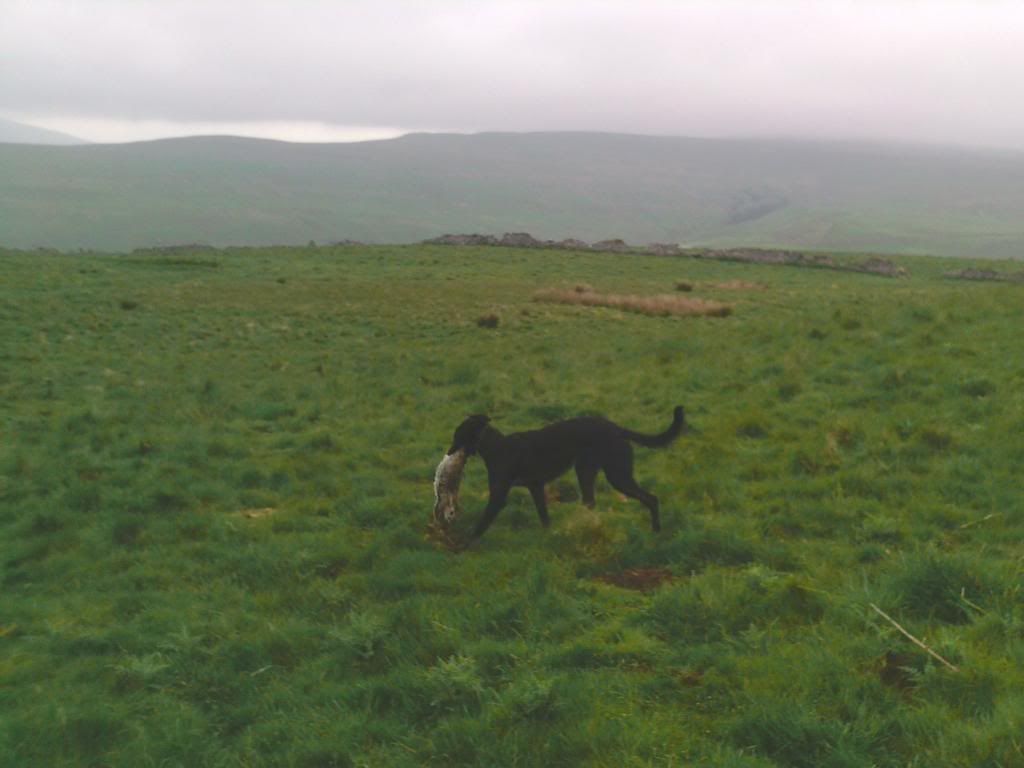 lurcher007_zps73a786bf.jpg