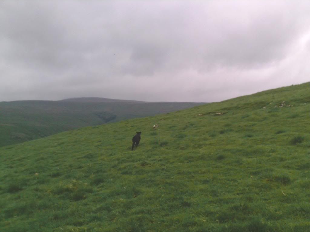 lurcher009_zps0fbd3072.jpg