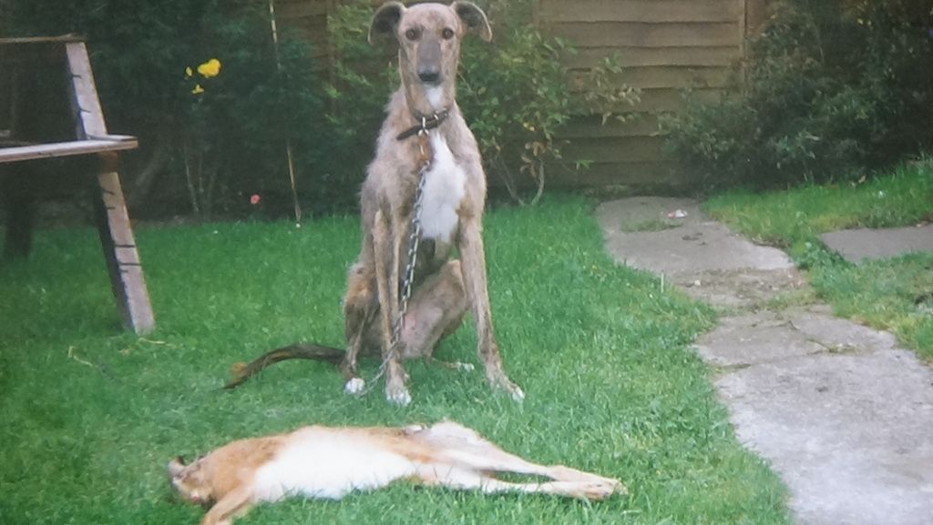 lurchers%20001_zpsxl2cwndn.jpg