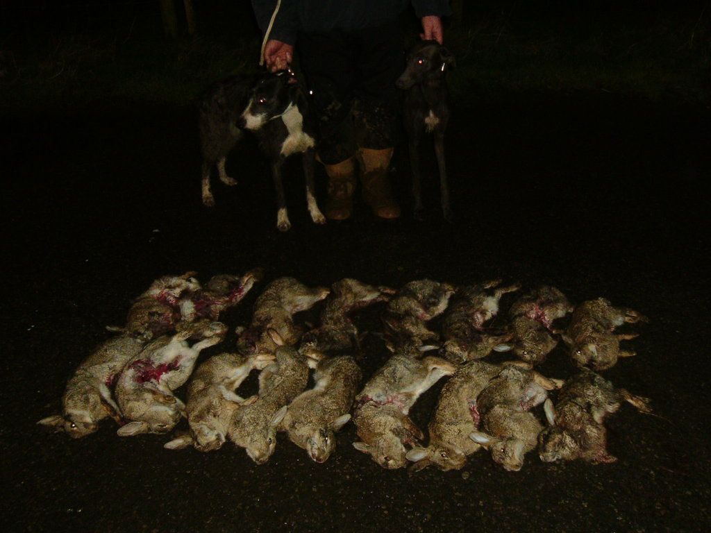 lurchers%20003_zpspvqvapse.jpg