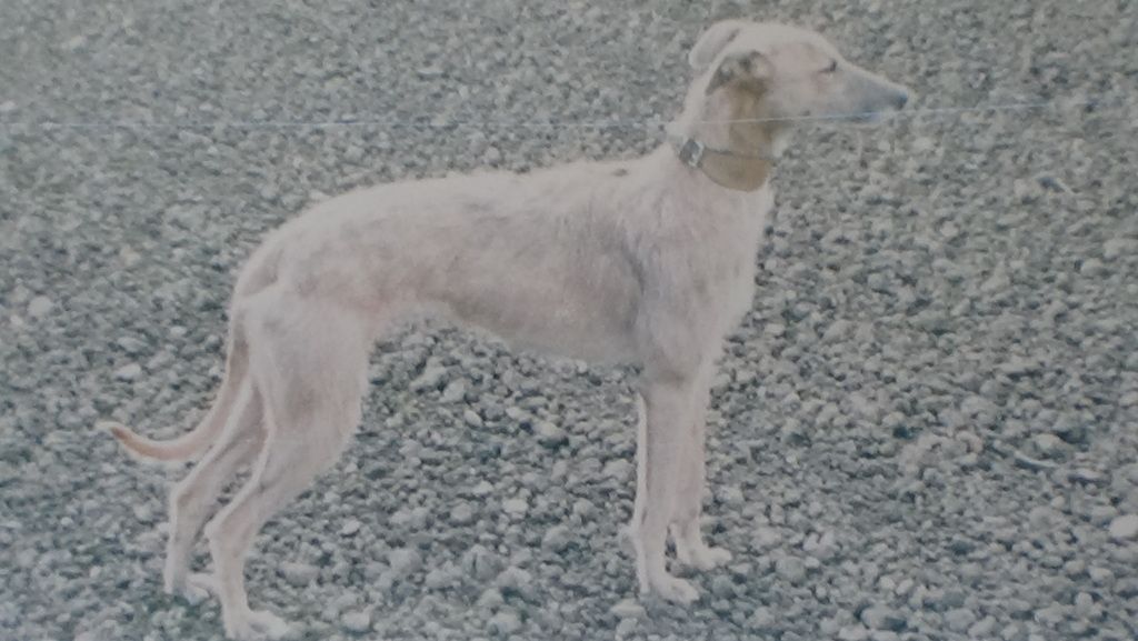 lurchers%20010_zpstblrbf7t.jpg