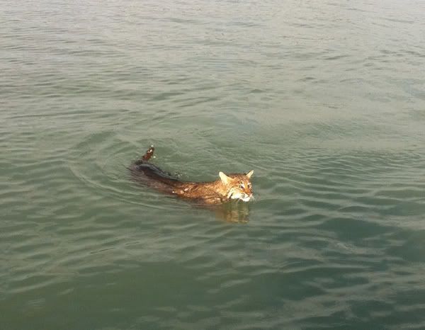 Wildcatmarco1-1.jpg