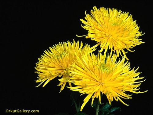 orkut beautiful flower scraps