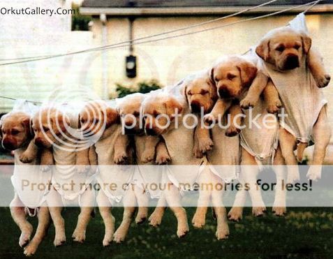 funny pictures orkut scraps