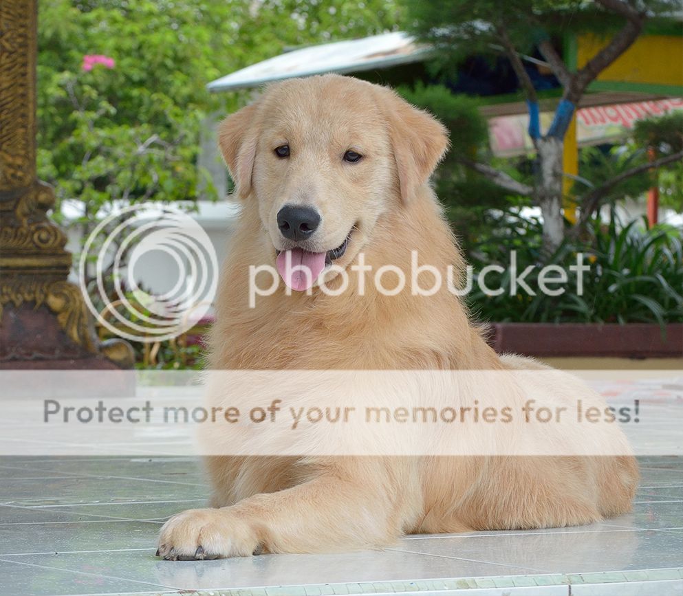 Photobucket - Video and Image Hosting