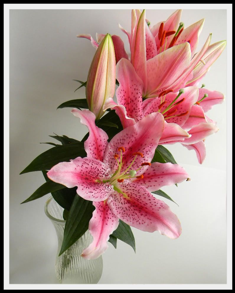 pinklilys007.jpg picture by whoiskto