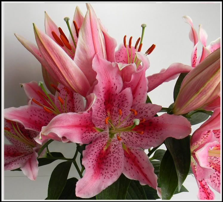 pinklilys008-1.jpg picture by whoiskto